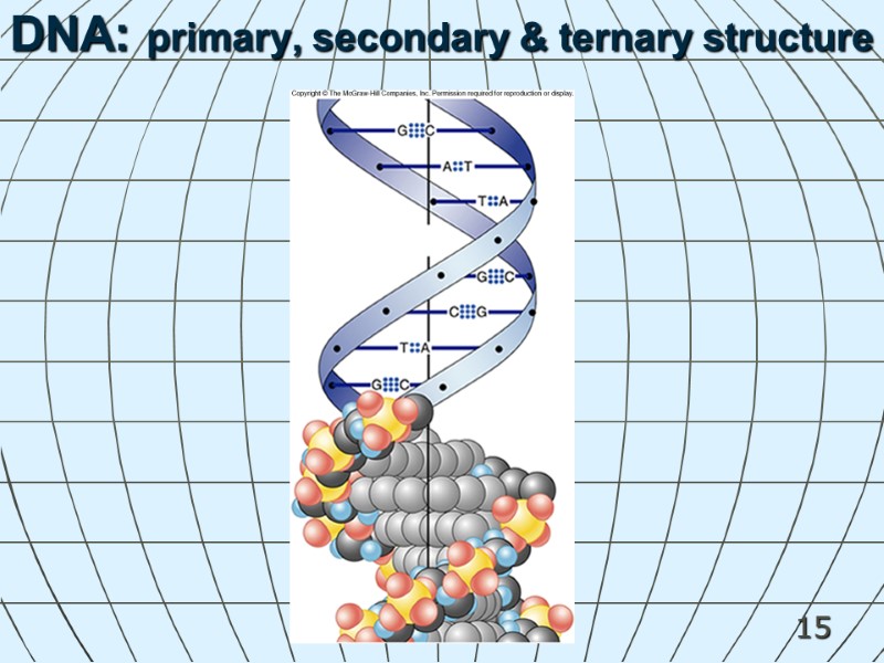 15 DNA: primary, secondary & ternary structure